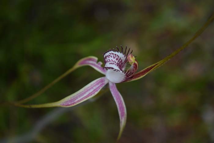 Caladenia - Orchid-spider-0038.JPG